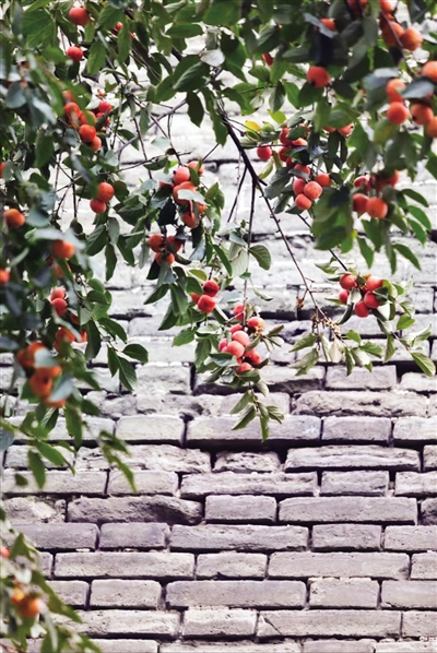 柿子好吃不宜过量休闲区蓝鸢梦想 - Www.slyday.coM 柿子好吃不宜过量休闲区蓝鸢梦想 - Www.slyday.coM