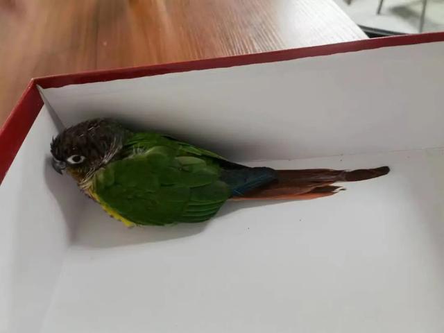 【我为群众办实事】家中来了身份特殊的“不速客”休闲区蓝鸢梦想 - Www.slyday.coM 【我为群众办实事】家中来了身份特殊的“不速客”休闲区蓝鸢梦想 - Www.slyday.coM