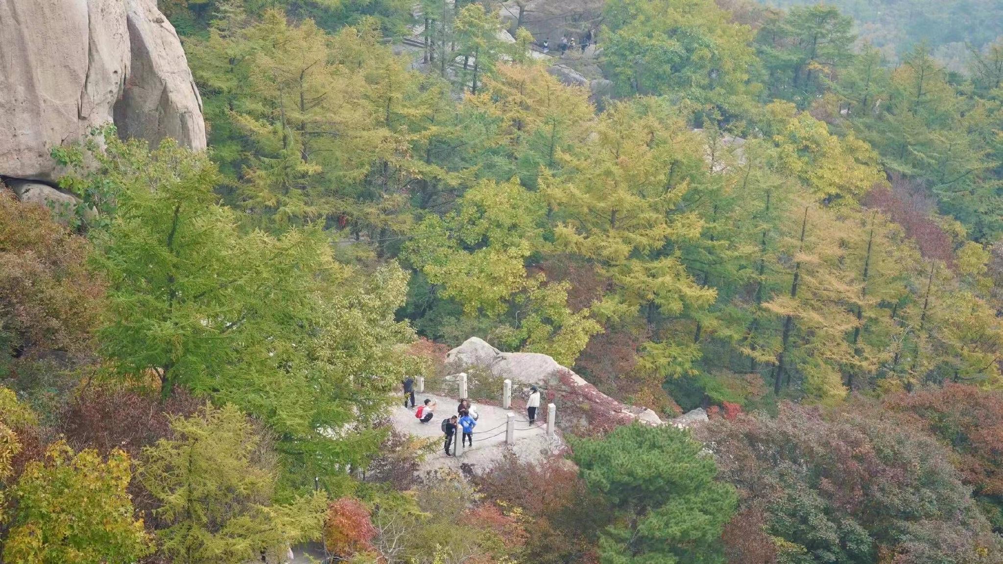 红叶映山海崂山风景区进入赏秋黄金期