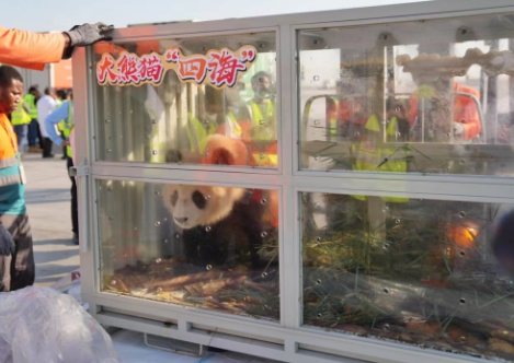 大熊猫“四海”“京京”抵达多哈,卡塔尔驻华大使:将在世界杯前与公众见面休闲区蓝鸢梦想 - Www.slyday.coM 大熊猫“四海”“京京”抵达多哈,卡塔尔驻华大使:将在世界杯前与公众见面休闲区蓝鸢梦想 - Www.slyday.coM