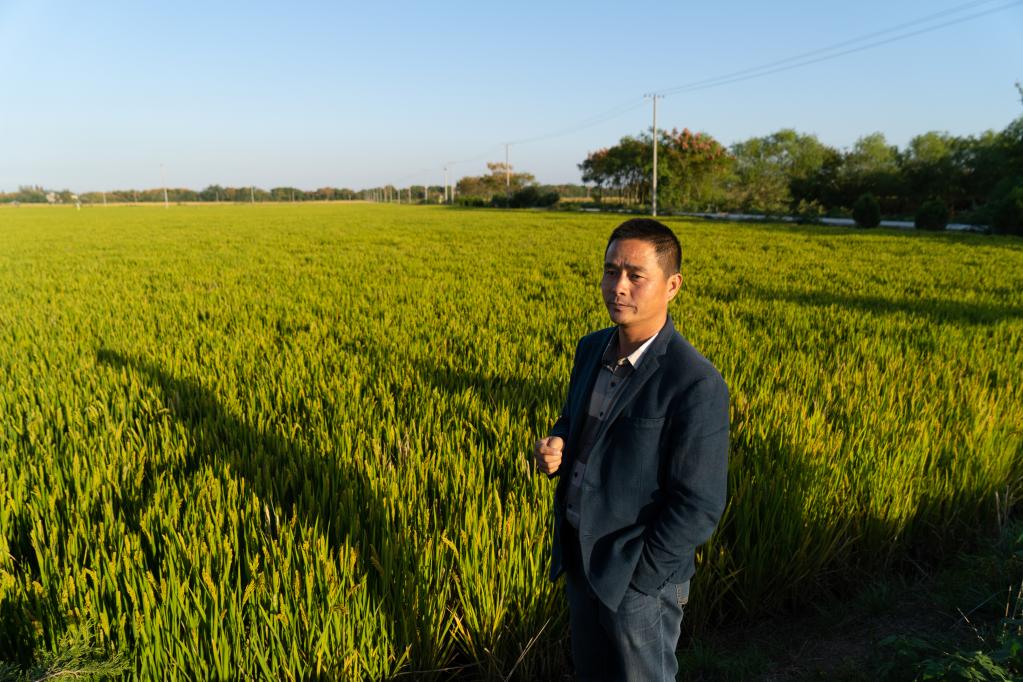 新华社记者 赵金正 摄"通过开展高标准农田建设,这片农田目前已基本