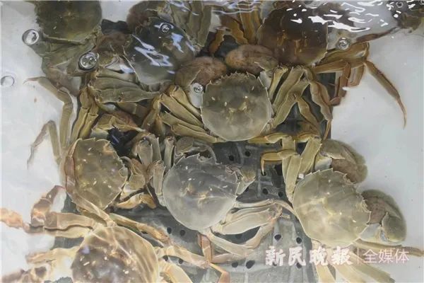 浦东大闸蟹开捕啦!今年产量价格如何,咸潮对口感有影响吗→休闲区蓝鸢梦想 - Www.slyday.coM 浦东大闸蟹开捕啦!今年产量价格如何,咸潮对口感有影响吗→休闲区蓝鸢梦想 - Www.slyday.coM