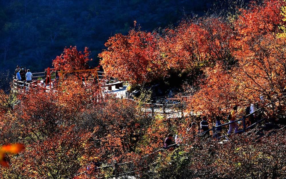 房山幽岚山坡峰岭的红叶已进入最佳观赏期。图/IC photo