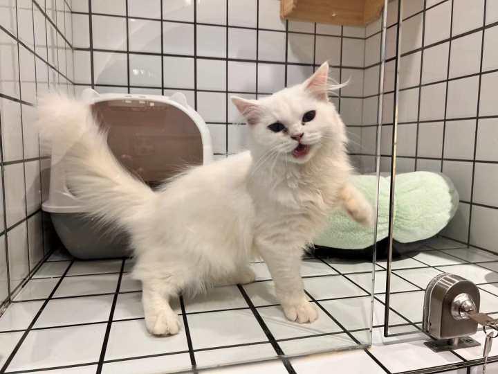 查出肿瘤晚期的猫主人把爱猫遗留到猫咖,留言不忍卒读:如我活到下个月,来看它休闲区蓝鸢梦想 - Www.slyday.coM 查出肿瘤晚期的猫主人把爱猫遗留到猫咖,留言不忍卒读:如我活到下个月,来看它休闲区蓝鸢梦想 - Www.slyday.coM