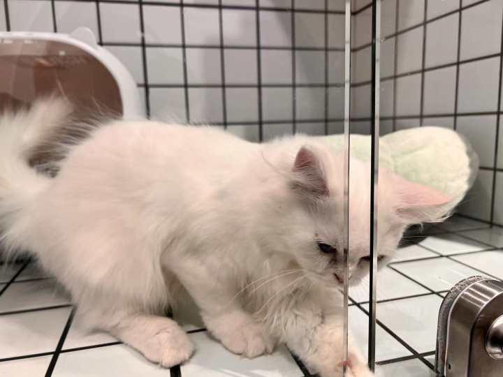 查出肿瘤晚期的猫主人把爱猫遗留到猫咖,留言不忍卒读:如我活到下个月,来看它休闲区蓝鸢梦想 - Www.slyday.coM 查出肿瘤晚期的猫主人把爱猫遗留到猫咖,留言不忍卒读:如我活到下个月,来看它休闲区蓝鸢梦想 - Www.slyday.coM