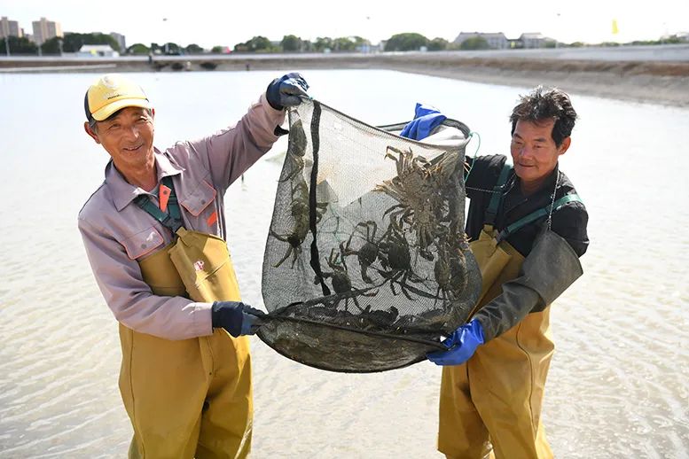 浦东大闸蟹开捕啦!今年产量价格如何,咸潮对口感有影响吗→休闲区蓝鸢梦想 - Www.slyday.coM 浦东大闸蟹开捕啦!今年产量价格如何,咸潮对口感有影响吗→休闲区蓝鸢梦想 - Www.slyday.coM