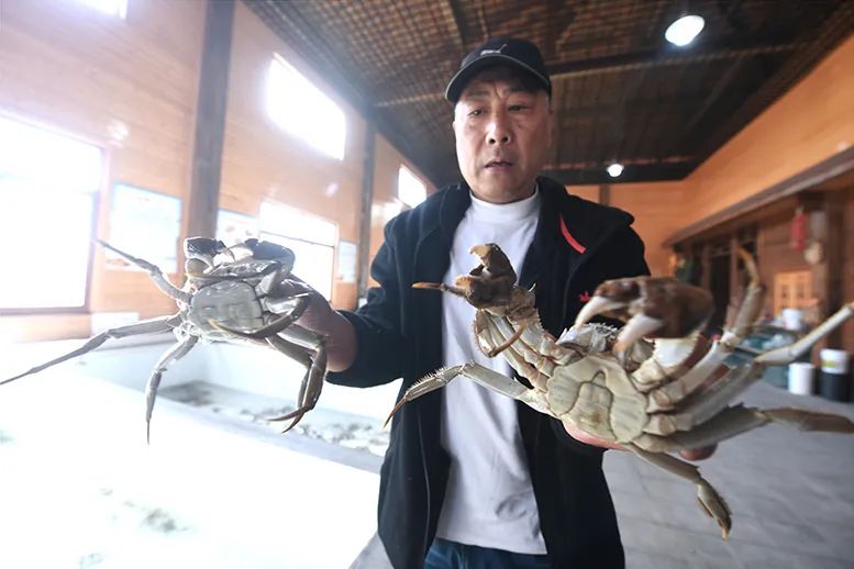 浦东大闸蟹开捕啦!今年产量价格如何,咸潮对口感有影响吗→休闲区蓝鸢梦想 - Www.slyday.coM 浦东大闸蟹开捕啦!今年产量价格如何,咸潮对口感有影响吗→休闲区蓝鸢梦想 - Www.slyday.coM