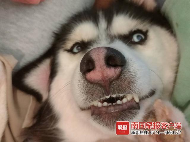 晚安十点(2022.10.20)丨就是要拍照记录啊!你的“糗”样,就是“铲屎官”爱的证明休闲区蓝鸢梦想 - Www.slyday.coM 晚安十点(2022.10.20)丨就是要拍照记录啊!你的“糗”样,就是“铲屎官”爱的证明休闲区蓝鸢梦想 - Www.slyday.coM