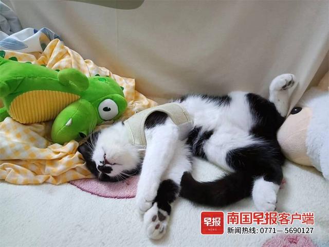 晚安十点(2022.10.20)丨就是要拍照记录啊!你的“糗”样,就是“铲屎官”爱的证明休闲区蓝鸢梦想 - Www.slyday.coM 晚安十点(2022.10.20)丨就是要拍照记录啊!你的“糗”样,就是“铲屎官”爱的证明休闲区蓝鸢梦想 - Www.slyday.coM