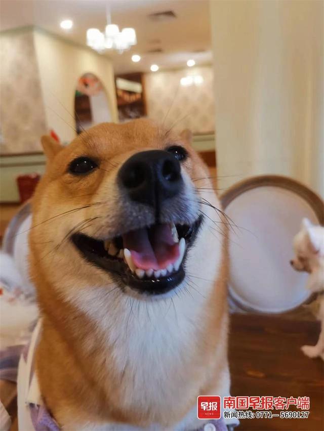 晚安十点(2022.10.20)丨就是要拍照记录啊!你的“糗”样,就是“铲屎官”爱的证明休闲区蓝鸢梦想 - Www.slyday.coM 晚安十点(2022.10.20)丨就是要拍照记录啊!你的“糗”样,就是“铲屎官”爱的证明休闲区蓝鸢梦想 - Www.slyday.coM