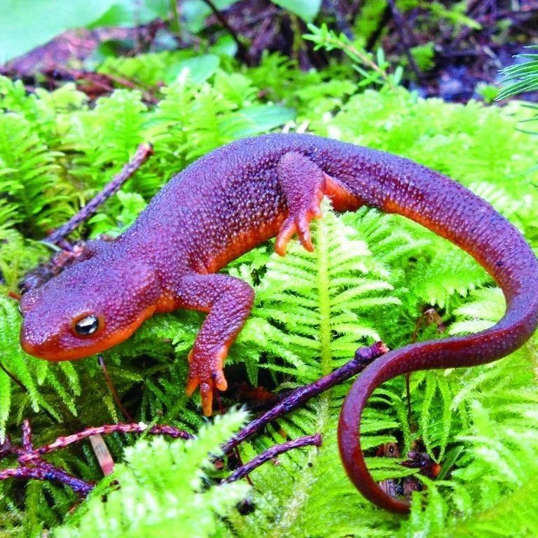 隐鳃鲵：远古幸存者...