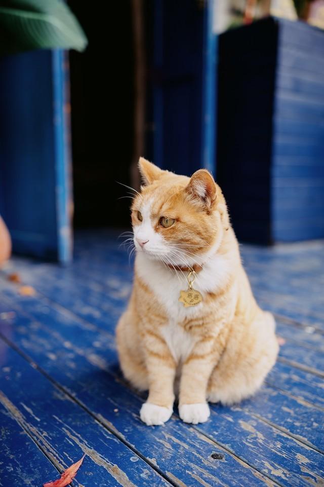 4575万像素的尼康Z7 II全画幅微单值得入手吗?休闲区蓝鸢梦想 - Www.slyday.coM 4575万像素的尼康Z7 II全画幅微单值得入手吗?休闲区蓝鸢梦想 - Www.slyday.coM