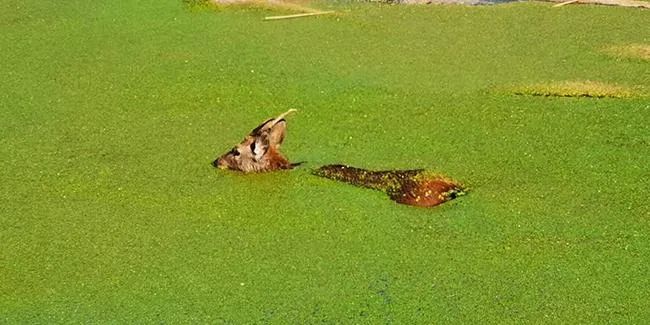 上海松江一厂区惊现迷路梅花鹿 已成功救助休闲区蓝鸢梦想 - Www.slyday.coM 上海松江一厂区惊现迷路梅花鹿 已成功救助休闲区蓝鸢梦想 - Www.slyday.coM