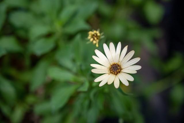 4575万像素的尼康Z7 II全画幅微单值得入手吗?休闲区蓝鸢梦想 - Www.slyday.coM 4575万像素的尼康Z7 II全画幅微单值得入手吗?休闲区蓝鸢梦想 - Www.slyday.coM