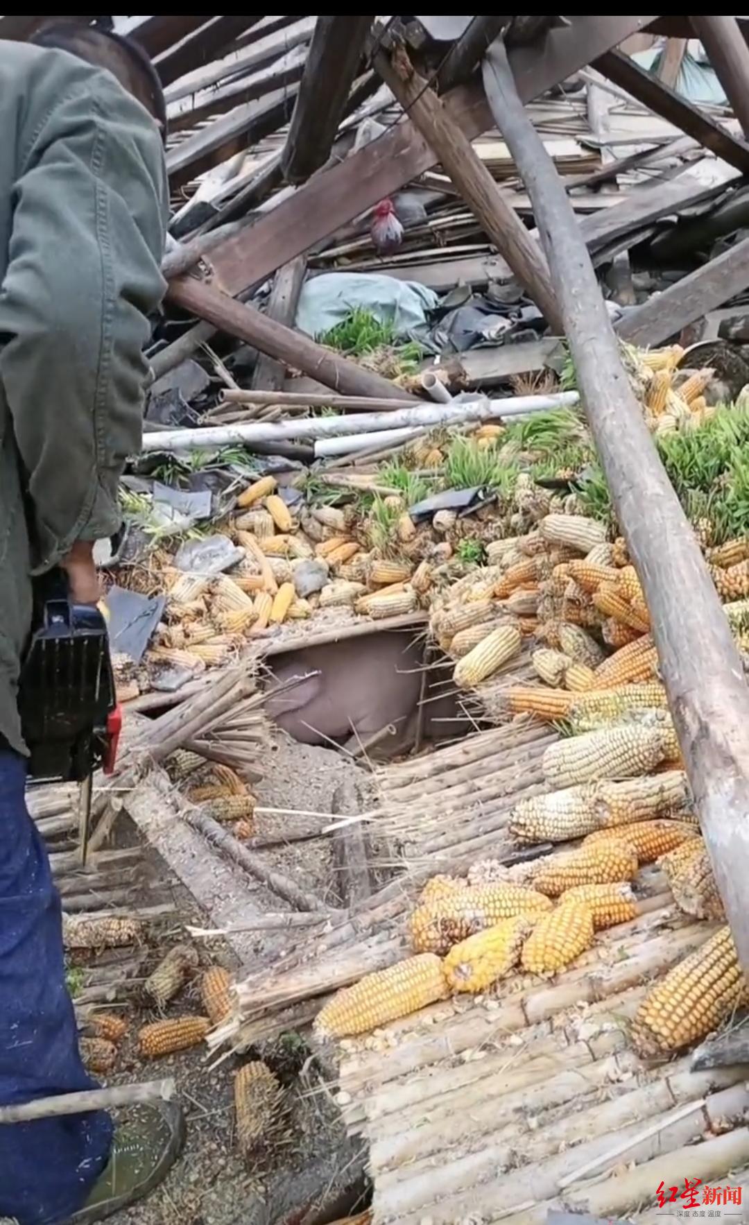 泸定地震“猪坚强”被埋45天获救,主人:愿出售但不能杀它休闲区蓝鸢梦想 - Www.slyday.coM 泸定地震“猪坚强”被埋45天获救,主人:愿出售但不能杀它休闲区蓝鸢梦想 - Www.slyday.coM