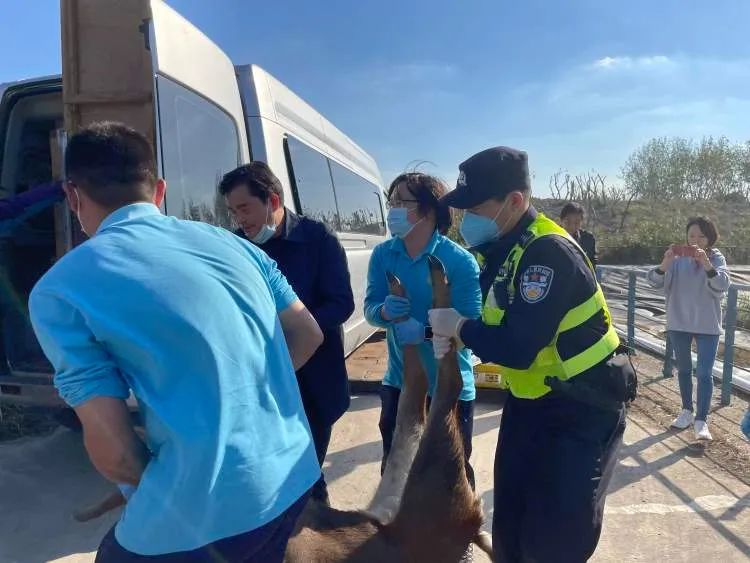 上海松江一厂区惊现迷路梅花鹿 已成功救助休闲区蓝鸢梦想 - Www.slyday.coM 上海松江一厂区惊现迷路梅花鹿 已成功救助休闲区蓝鸢梦想 - Www.slyday.coM