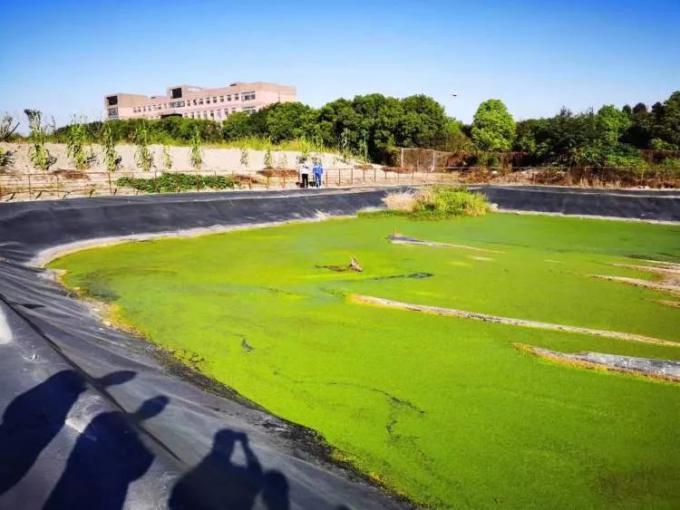 上海松江一厂区惊现迷路梅花鹿 已成功救助休闲区蓝鸢梦想 - Www.slyday.coM 上海松江一厂区惊现迷路梅花鹿 已成功救助休闲区蓝鸢梦想 - Www.slyday.coM