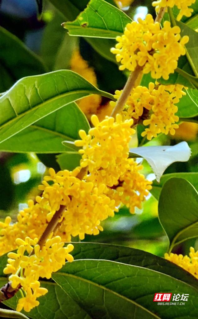 每口空气都是香甜的,这几天你闻到长沙街头桂花香了吗?休闲区蓝鸢梦想 - Www.slyday.coM 每口空气都是香甜的,这几天你闻到长沙街头桂花香了吗?休闲区蓝鸢梦想 - Www.slyday.coM