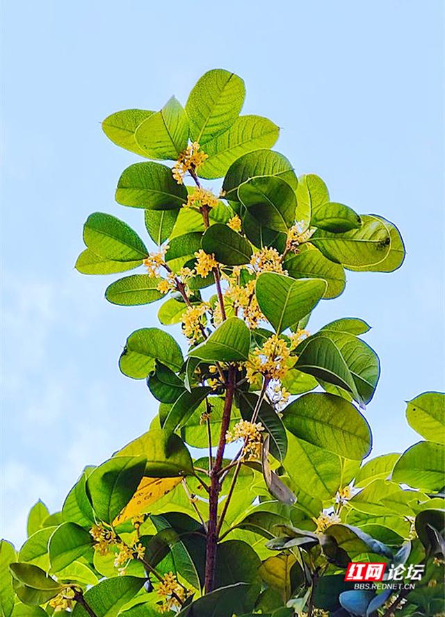每口空气都是香甜的,这几天你闻到长沙街头桂花香了吗?休闲区蓝鸢梦想 - Www.slyday.coM 每口空气都是香甜的,这几天你闻到长沙街头桂花香了吗?休闲区蓝鸢梦想 - Www.slyday.coM