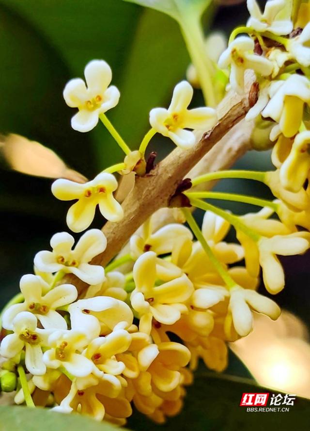 每口空气都是香甜的,这几天你闻到长沙街头桂花香了吗?休闲区蓝鸢梦想 - Www.slyday.coM 每口空气都是香甜的,这几天你闻到长沙街头桂花香了吗?休闲区蓝鸢梦想 - Www.slyday.coM