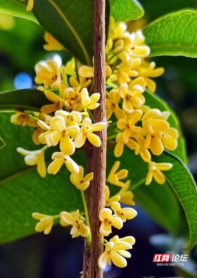 每口空气都是香甜的,这几天你闻到长沙街头桂花香了吗?休闲区蓝鸢梦想 - Www.slyday.coM 每口空气都是香甜的,这几天你闻到长沙街头桂花香了吗?休闲区蓝鸢梦想 - Www.slyday.coM