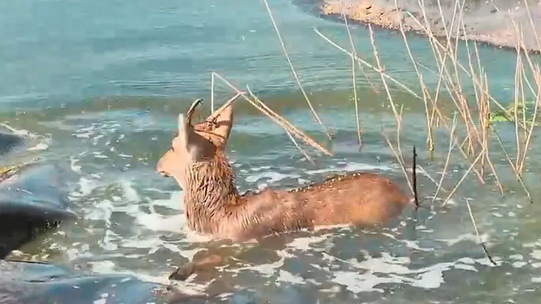 上海松江一厂区惊现迷路梅花鹿 已成功救助休闲区蓝鸢梦想 - Www.slyday.coM 上海松江一厂区惊现迷路梅花鹿 已成功救助休闲区蓝鸢梦想 - Www.slyday.coM