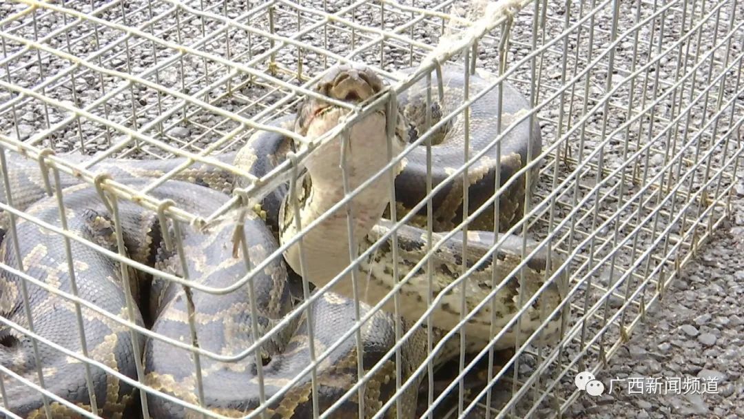 大蟒蛇误入海警码头,被警察蜀黍当场抓住休闲区蓝鸢梦想 - Www.slyday.coM 大蟒蛇误入海警码头,被警察蜀黍当场抓住休闲区蓝鸢梦想 - Www.slyday.coM