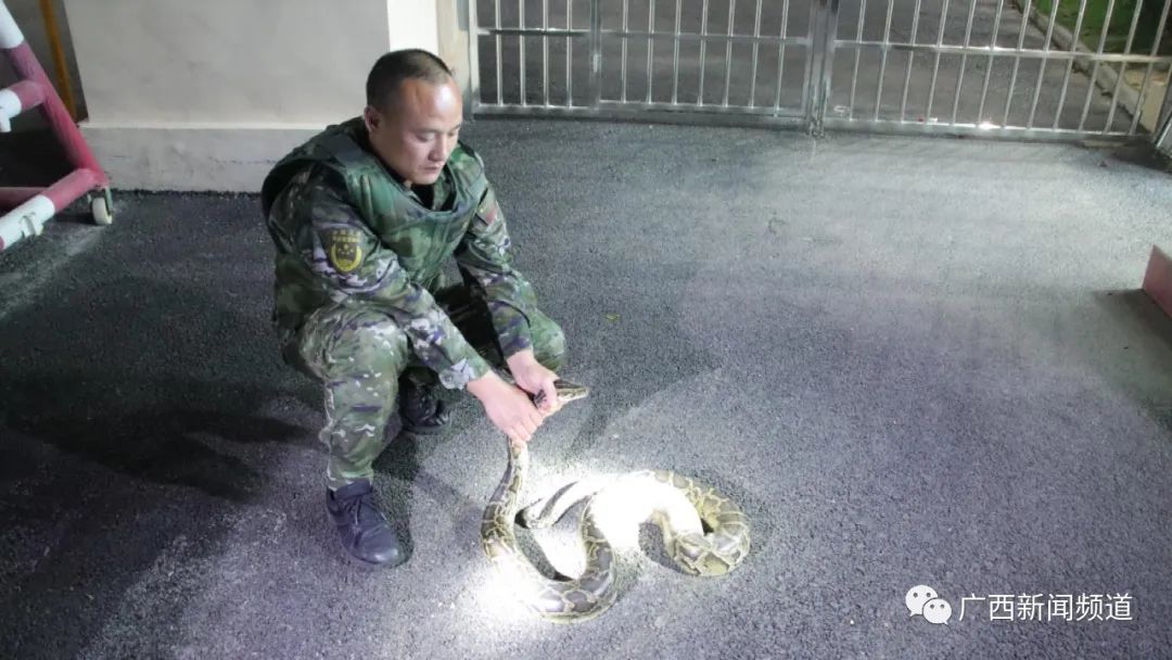 大蟒蛇误入海警码头,被警察蜀黍当场抓住休闲区蓝鸢梦想 - Www.slyday.coM 大蟒蛇误入海警码头,被警察蜀黍当场抓住休闲区蓝鸢梦想 - Www.slyday.coM