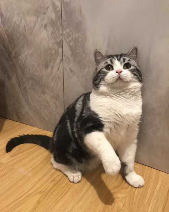 “美短猫”和“狸花猫”傻傻分不清？这几点带你迅速辨别