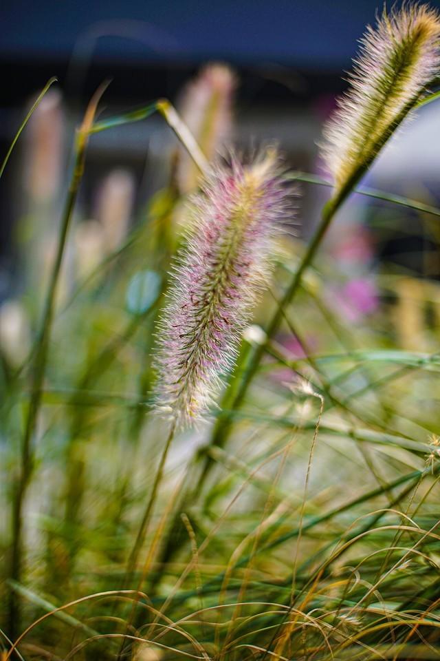 F0.95的诱惑 老蛙两款新定焦镜头评测休闲区蓝鸢梦想 - Www.slyday.coM F0.95的诱惑 老蛙两款新定焦镜头评测休闲区蓝鸢梦想 - Www.slyday.coM