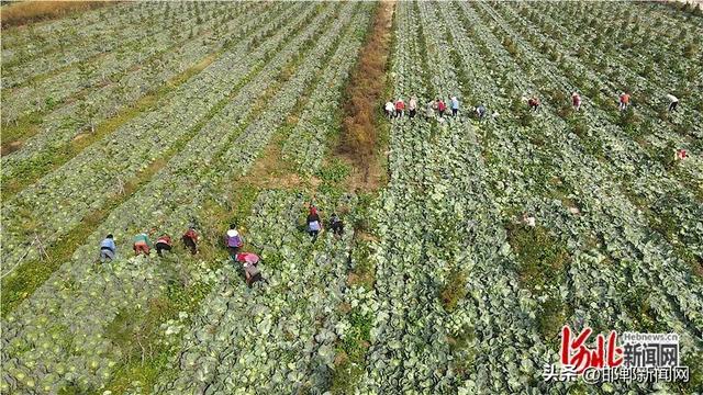 成都郫都区（邯郸市丛台区土地流转带动3万名农民增收）