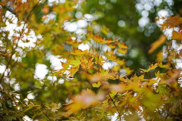 F0.95的诱惑 老蛙两款新定焦镜头评测休闲区蓝鸢梦想 - Www.slyday.coM F0.95的诱惑 老蛙两款新定焦镜头评测休闲区蓝鸢梦想 - Www.slyday.coM