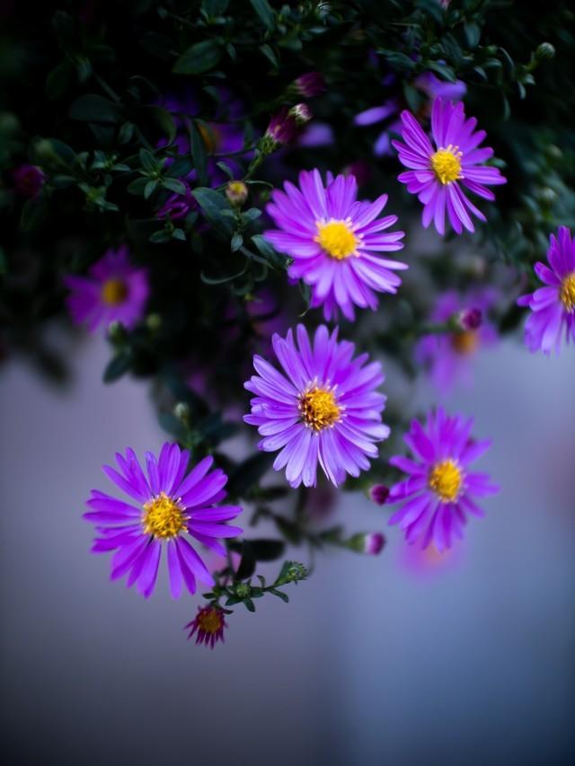 F0.95的诱惑 老蛙两款新定焦镜头评测休闲区蓝鸢梦想 - Www.slyday.coM F0.95的诱惑 老蛙两款新定焦镜头评测休闲区蓝鸢梦想 - Www.slyday.coM