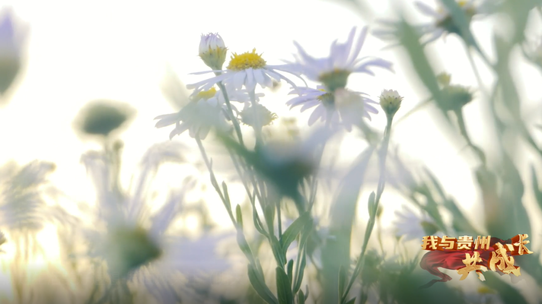 看书、养花、撸猫、晒太阳,田园牧歌式的理想生活,在这里→休闲区蓝鸢梦想 - Www.slyday.coM 看书、养花、撸猫、晒太阳,田园牧歌式的理想生活,在这里→休闲区蓝鸢梦想 - Www.slyday.coM