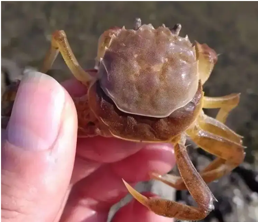 品蟹须知!吃“残蟹”到底是“捡漏”还是“入坑”呢?大掌柜教你辨别!休闲区蓝鸢梦想 - Www.slyday.coM 品蟹须知!吃“残蟹”到底是“捡漏”还是“入坑”呢?大掌柜教你辨别!休闲区蓝鸢梦想 - Www.slyday.coM