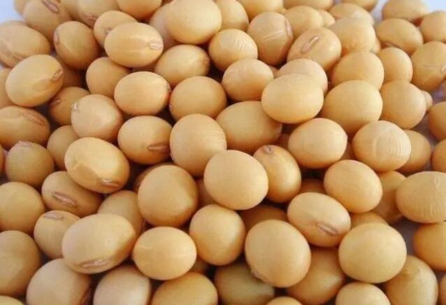 洗黄豆时,为什么会有泡沫?是黄豆有问题吗?休闲区蓝鸢梦想 - Www.slyday.coM 洗黄豆时,为什么会有泡沫?是黄豆有问题吗?休闲区蓝鸢梦想 - Www.slyday.coM