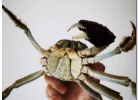 品蟹须知!吃“残蟹”到底是“捡漏”还是“入坑”呢?大掌柜教你辨别!休闲区蓝鸢梦想 - Www.slyday.coM 品蟹须知!吃“残蟹”到底是“捡漏”还是“入坑”呢?大掌柜教你辨别!休闲区蓝鸢梦想 - Www.slyday.coM