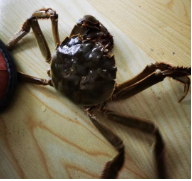 品蟹须知!吃“残蟹”到底是“捡漏”还是“入坑”呢?大掌柜教你辨别!休闲区蓝鸢梦想 - Www.slyday.coM 品蟹须知!吃“残蟹”到底是“捡漏”还是“入坑”呢?大掌柜教你辨别!休闲区蓝鸢梦想 - Www.slyday.coM