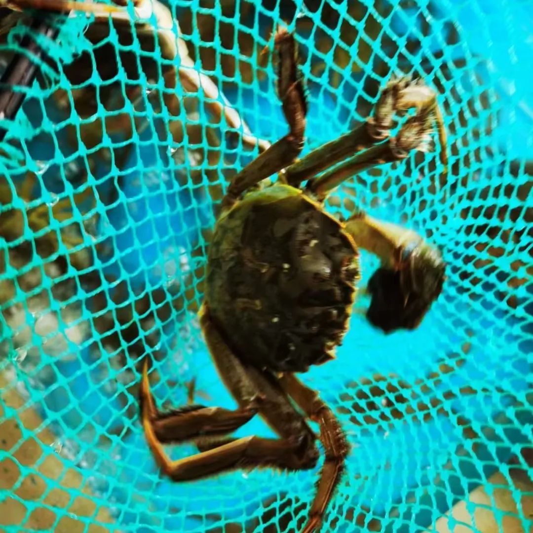 品蟹须知!吃“残蟹”到底是“捡漏”还是“入坑”呢?大掌柜教你辨别!休闲区蓝鸢梦想 - Www.slyday.coM 品蟹须知!吃“残蟹”到底是“捡漏”还是“入坑”呢?大掌柜教你辨别!休闲区蓝鸢梦想 - Www.slyday.coM