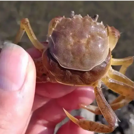 品蟹须知!吃“残蟹”到底是“捡漏”还是“入坑”呢?大掌柜教你辨别!休闲区蓝鸢梦想 - Www.slyday.coM 品蟹须知!吃“残蟹”到底是“捡漏”还是“入坑”呢?大掌柜教你辨别!休闲区蓝鸢梦想 - Www.slyday.coM