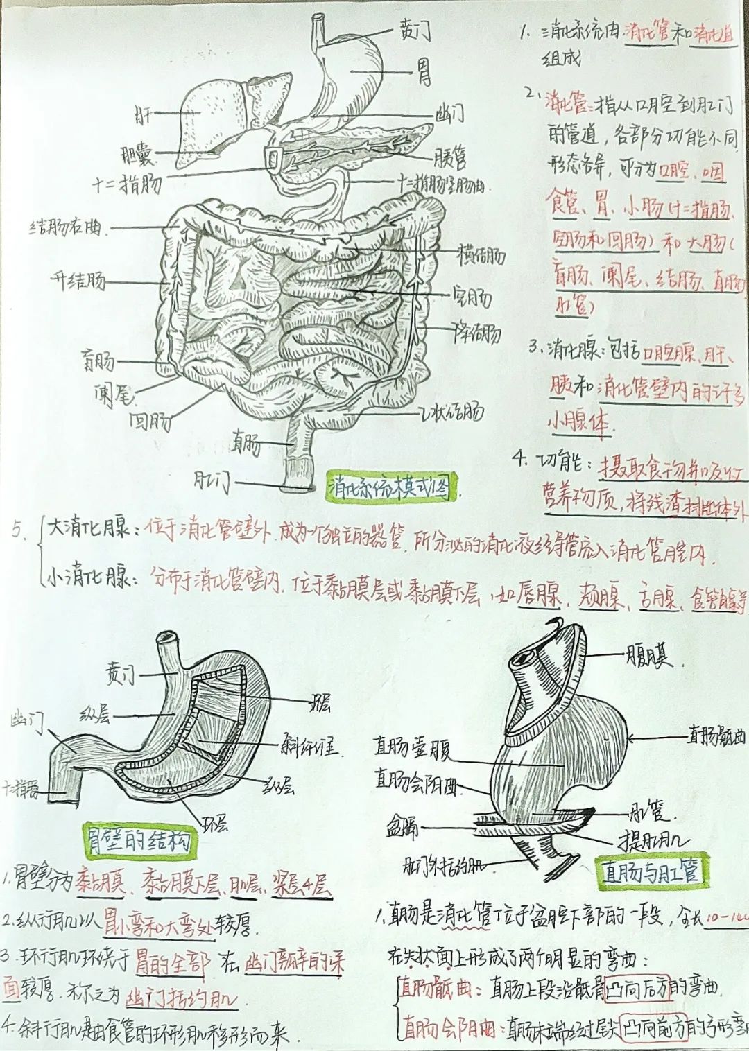 揭秘!医学生的笔记原来还可以这么记!休闲区蓝鸢梦想 - Www.slyday.coM 揭秘!医学生的笔记原来还可以这么记!休闲区蓝鸢梦想 - Www.slyday.coM