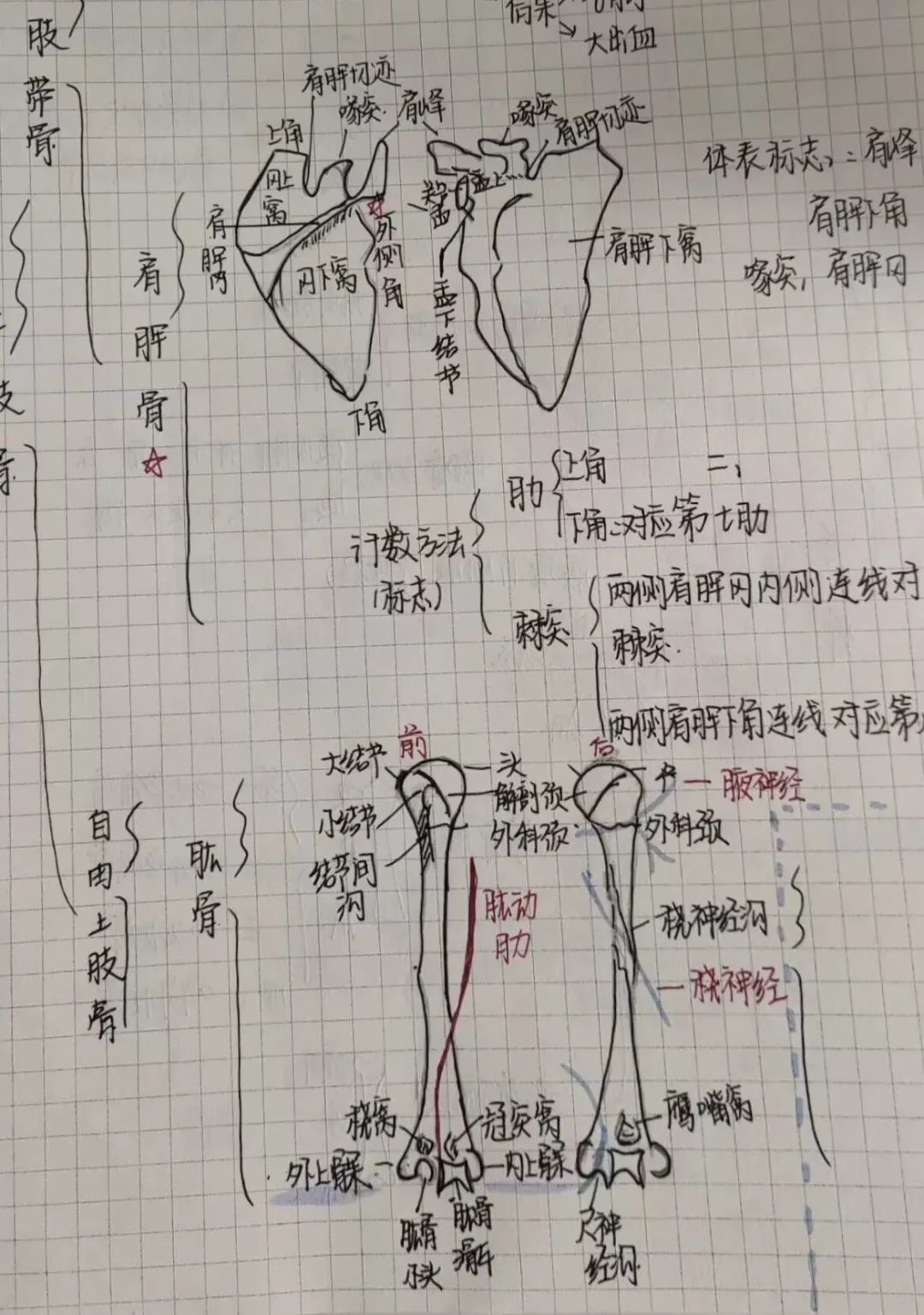 揭秘!医学生的笔记原来还可以这么记!休闲区蓝鸢梦想 - Www.slyday.coM 揭秘!医学生的笔记原来还可以这么记!休闲区蓝鸢梦想 - Www.slyday.coM