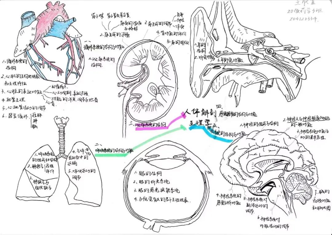 揭秘!医学生的笔记原来还可以这么记!休闲区蓝鸢梦想 - Www.slyday.coM 揭秘!医学生的笔记原来还可以这么记!休闲区蓝鸢梦想 - Www.slyday.coM