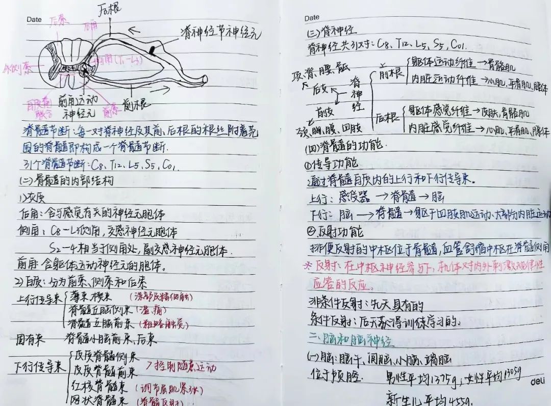 揭秘!医学生的笔记原来还可以这么记!休闲区蓝鸢梦想 - Www.slyday.coM 揭秘!医学生的笔记原来还可以这么记!休闲区蓝鸢梦想 - Www.slyday.coM