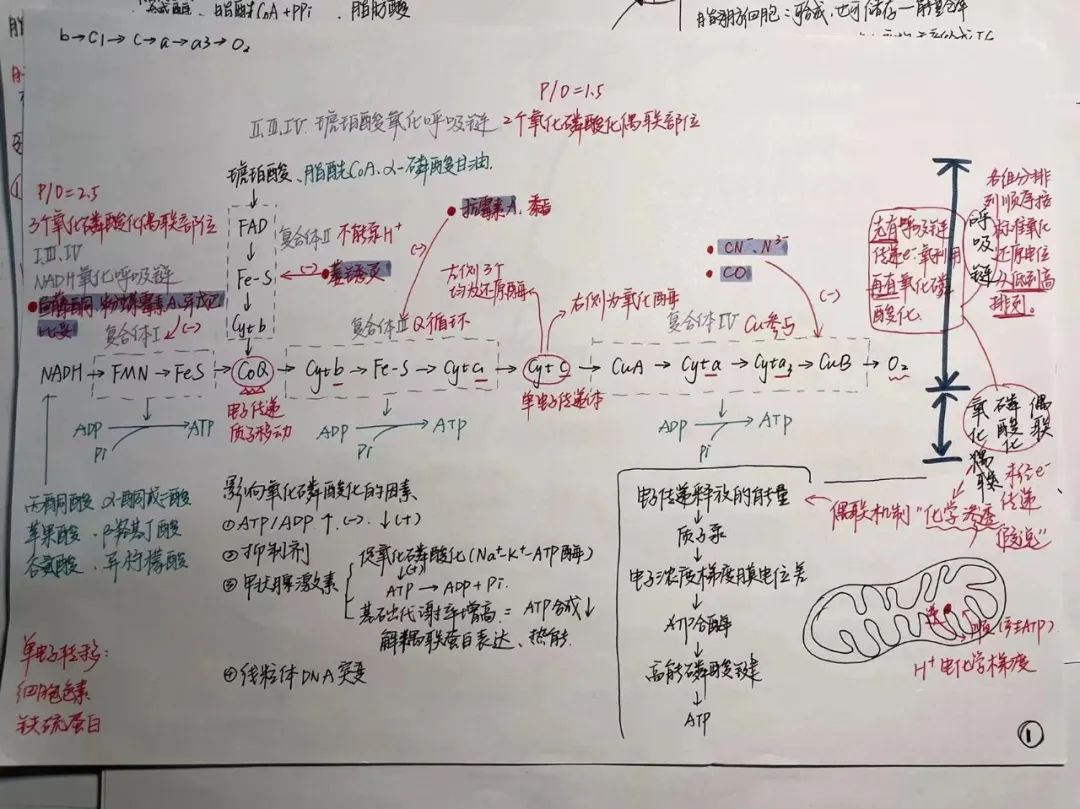 揭秘!医学生的笔记原来还可以这么记!休闲区蓝鸢梦想 - Www.slyday.coM 揭秘!医学生的笔记原来还可以这么记!休闲区蓝鸢梦想 - Www.slyday.coM