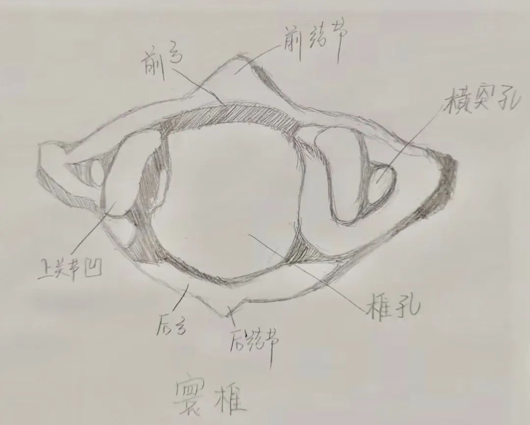 揭秘!医学生的笔记原来还可以这么记!休闲区蓝鸢梦想 - Www.slyday.coM 揭秘!医学生的笔记原来还可以这么记!休闲区蓝鸢梦想 - Www.slyday.coM