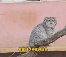 那个“靠可爱吃饭”的小网红,离开我们了。休闲区蓝鸢梦想 - Www.slyday.coM 那个“靠可爱吃饭”的小网红,离开我们了。休闲区蓝鸢梦想 - Www.slyday.coM