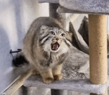 那个“靠可爱吃饭”的小网红,离开我们了。休闲区蓝鸢梦想 - Www.slyday.coM 那个“靠可爱吃饭”的小网红,离开我们了。休闲区蓝鸢梦想 - Www.slyday.coM