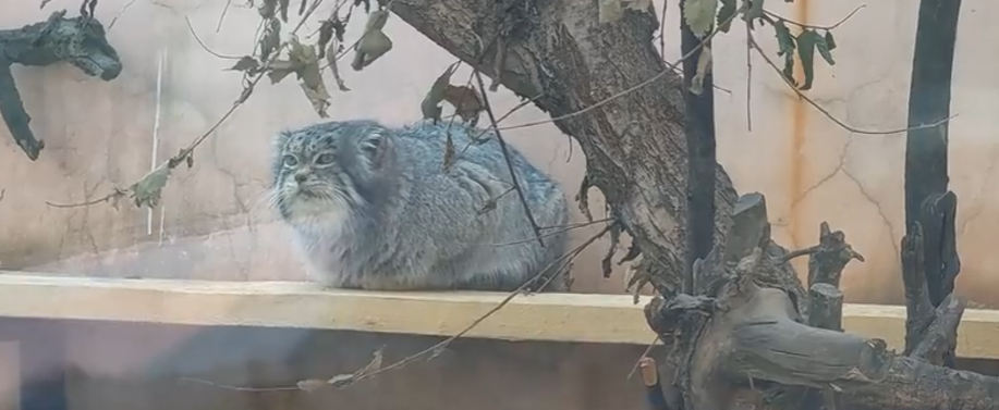 那个“靠可爱吃饭”的小网红,离开我们了。休闲区蓝鸢梦想 - Www.slyday.coM 那个“靠可爱吃饭”的小网红,离开我们了。休闲区蓝鸢梦想 - Www.slyday.coM