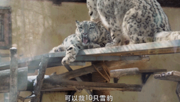 那个“靠可爱吃饭”的小网红,离开我们了。休闲区蓝鸢梦想 - Www.slyday.coM 那个“靠可爱吃饭”的小网红,离开我们了。休闲区蓝鸢梦想 - Www.slyday.coM